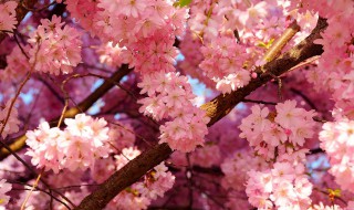 关于樱花经典语录 描写樱花美丽的短句