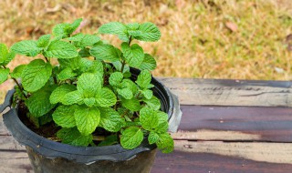 薄荷养殖方法和注意事项 如何种好薄荷
