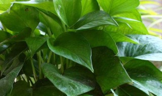 绿萝插扦方法 插杆绿萝的方法