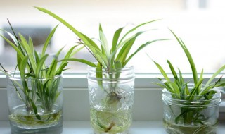 适合水培的花卉有哪些 非常适合水培的植物介绍
