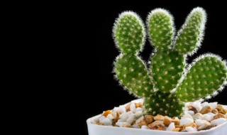 冬季适合养什么植物 冬季适合养的植物推荐