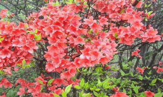杜鹃花适合在室内养吗 杜鹃花是否适合在室内养的解析