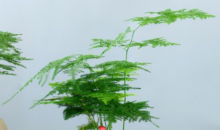 文竹适合在室内养吗 文竹能不能在室内养