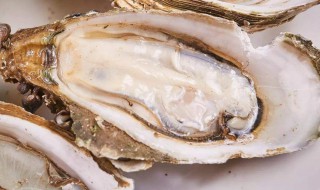 开生蚝壳方法 教你开生蚝壳的方法