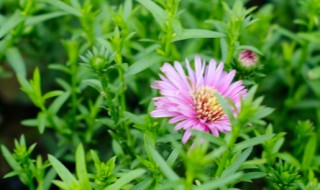 小菊花怎么养 养殖菊花的步骤