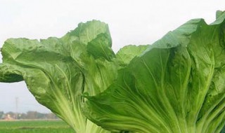 芥菜叶腌制方法 怎么腌制芥菜叶子