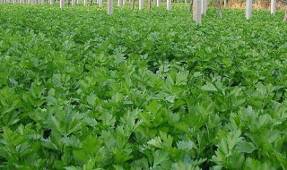 芹菜种植方法 芹菜种植方法介绍