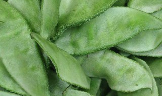 扁米豆储存方法 存放的方法介绍