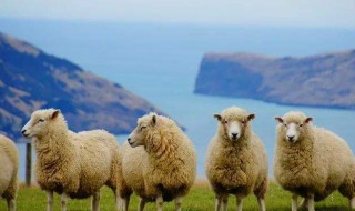 剥羊皮正确方法 怎么剥羊皮