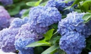 绣球养殖方法 养绣球花的步骤