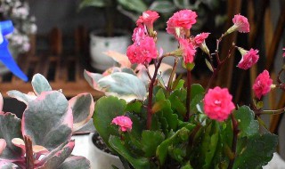 长寿花催花技巧 长寿花怎么催花