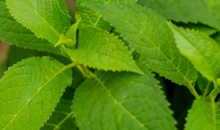 绣球扦插方法 怎么杆插绣球