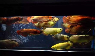 原生鱼混养方法 原生鱼怎么混养呢