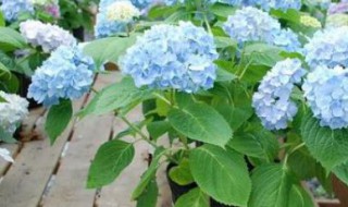 绣球的养护方法 怎么养殖绣球