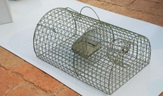 最实用捕鼠方法 这些捕鼠方法最实用