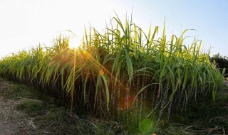 甘蔗的留种方法 甘蔗怎么留种