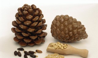 松果怎么保存 保存松果的技巧介绍
