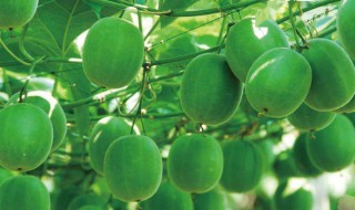 小罗汉果养殖方法 这样种出来的罗汉果质量最好