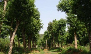 大朴树种植方法 大朴树的种植方法是什么