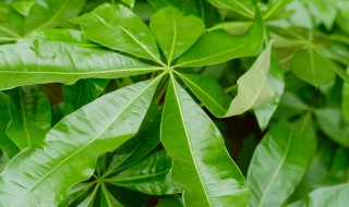 发财树的繁殖方法 如何繁殖发财树