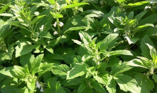 芝麻叶怎么吃 芝麻叶的烹饪方法