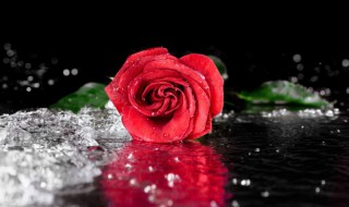 怎么保存玫瑰花更长 玫瑰花如何延长保鲜