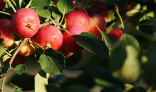 做沙果罐头方法 沙果罐头的步骤介绍