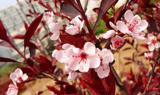 矮樱扦插方法 紫叶矮樱的扦插方法介绍