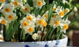 冬季养花的技巧 冬天怎么养花