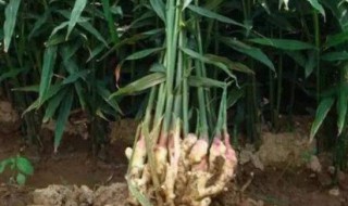 生姜适合什么土地种植 什么土地适合种姜