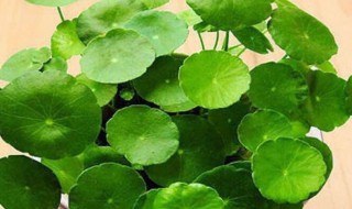 金钱草适合在卧室养吗 金钱草的功效