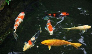 锦鲤适合的水温 养锦鲤的水温是多少呢