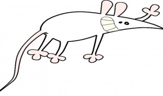 有效灭老鼠方法 灭老鼠最有效的方法是什么