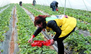 采草莓注意事项 采摘草莓应该注意什么