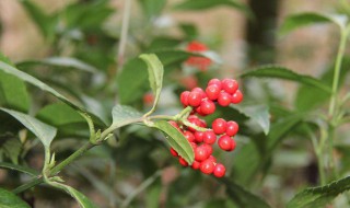 草珊瑚繁殖方法 草珊瑚怎么繁殖