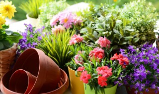 七里香扦插方法 七里香如何扦插