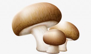 蘑菇怎么做鲜 蘑菇怎么做鲜介绍