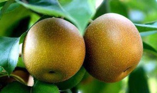 熬糖梨怎么做 熬糖梨的做法步骤