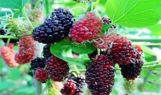 桑葚牛肉怎么做 怎么做桑葚牛肉