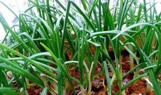 种植蒜苗方法 家庭版如何种植蒜苗