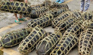 编织猪笼的方法 这样做的猪笼最牢固