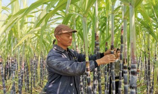 甘庶的栽培方法 甘庶的种植技术介绍