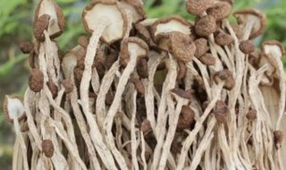 茶树菇怎么做的 茶树菇怎么做好吃