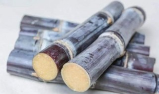 甘蔗是水果吗 甘蔗介绍