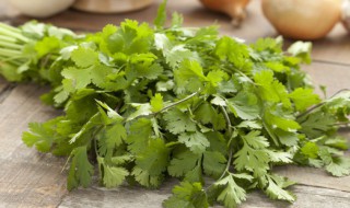 香菜储存保鲜方法 香菜储存保鲜方法推荐