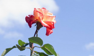 代表希望的微信名字 代表希望的微信名字大全