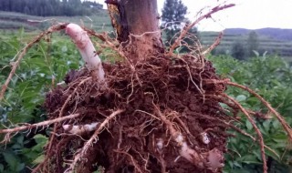 魔芋种植技术方法 魔芋怎么种植