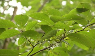 杜仲的种植技术方法 杜仲如何种植