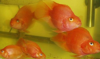 怎么养发财鱼 养发财鱼的方法