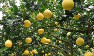 柚子树种植技术方法 柚子树怎么种植好